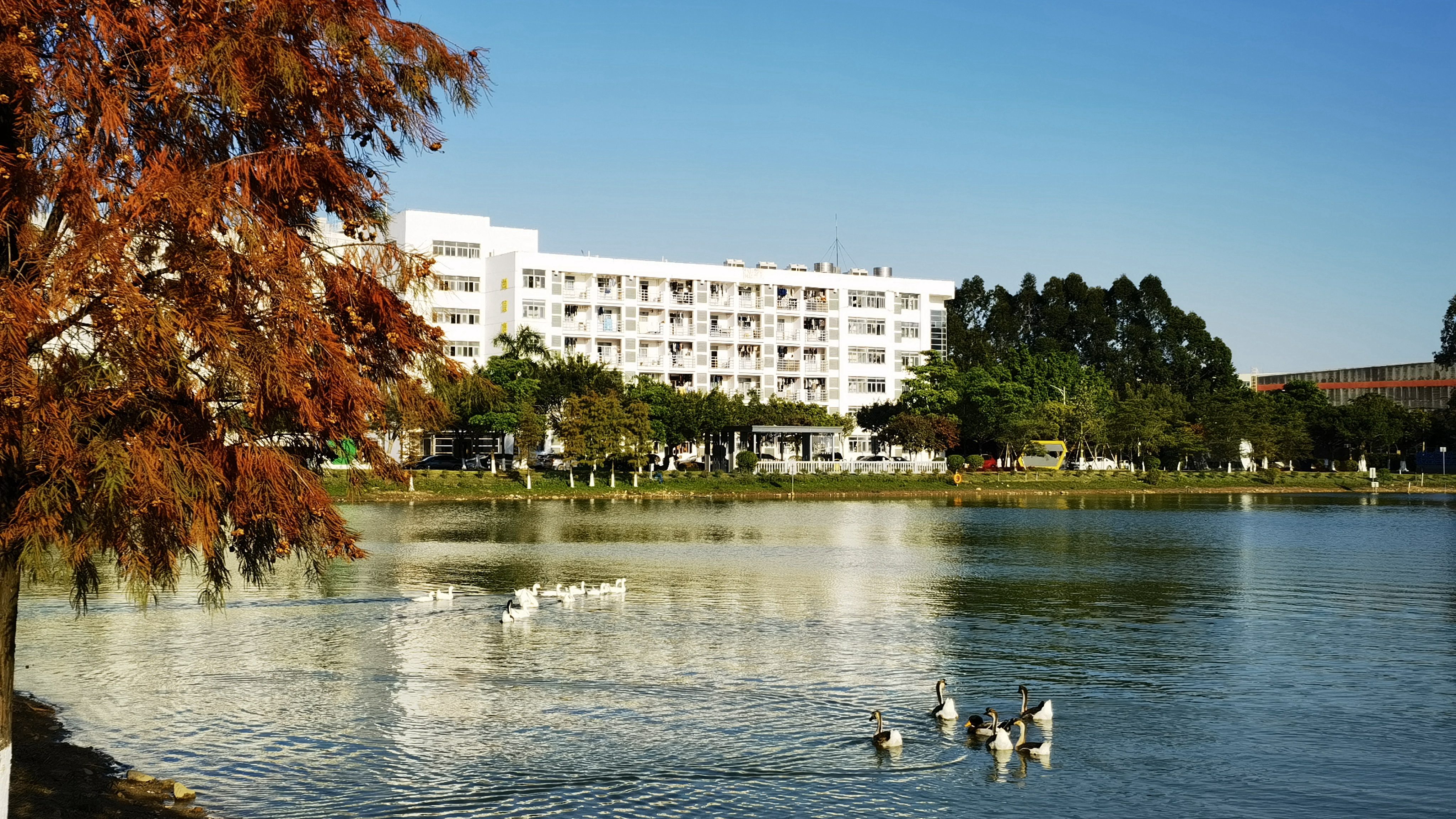 ��Ȧ-Ϊdu�����������